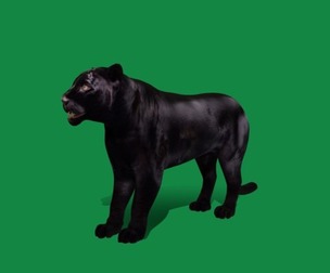 Black Jaguar