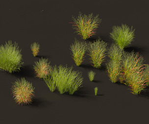 Panicum virgatum - Switch grass