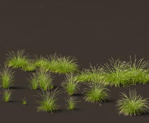 Pennisetum orientale - Oriental Fountain Grass