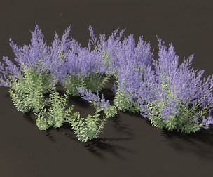 Perovskia atriplicifolia - Russian sage