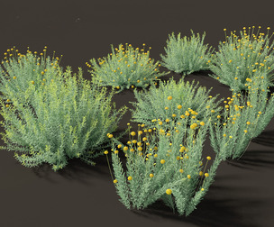 Santolina rosmarinifolia - Holy Flax