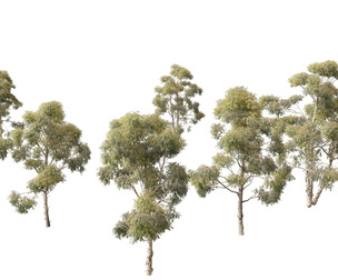 Eucalyptus globulus - Southern blue gum