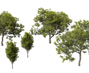 Quercus ilex - holly oak