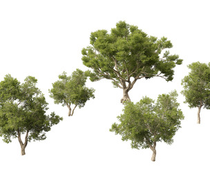 Quercus suber - Cork oak