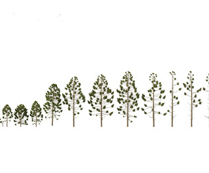Araucaria angustifolia - Brazilian pine 01