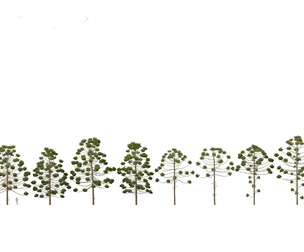 Araucaria angustifolia - Brazilian pine 02