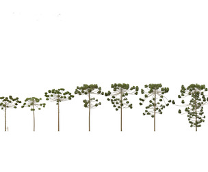 Araucaria angustifolia - Brazilian pine 03