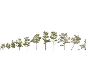 Pinus elliottii - Slash pine