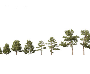 Pinus syluestriformis -Scots pine