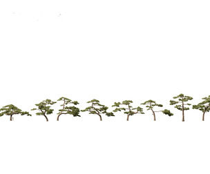 Pinus taiwanensis - the Taiwan red pine 02