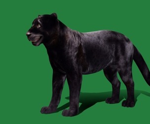 Black Panther Leopard