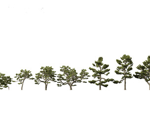 Pinus thunbergii - Japanese black pine