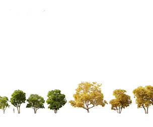 Ficus carica - Common fig