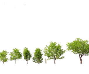 Fraxinus ornus - flowering ash
