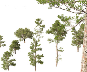 Pinus brutia - the Turkish pine