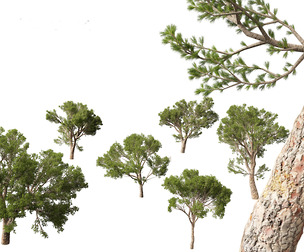 Pinus halepensis - the Aleppo pine