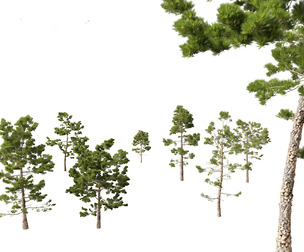 Pinus pinaster - Maritime pine