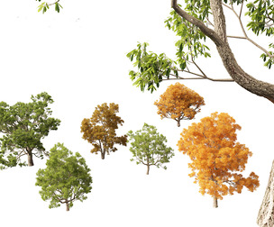 Quercus faginea - Portuguese oak