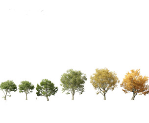 Acer pseudoplatanus - Sycamore maple
