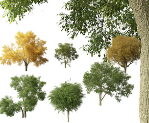 American elm - Ulmus americana