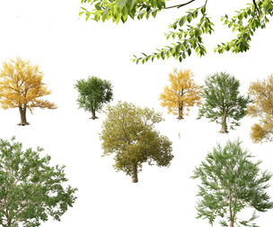 Ulmus laevis - European white elm