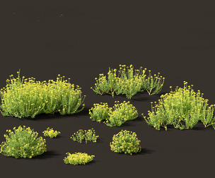 Bupleurum fruticosum - Shrubby Hares Ear