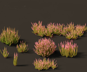 Calluna vulgaris -Scotch heather