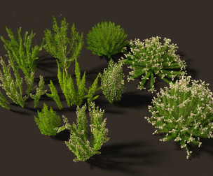 Erica Arborea - Tree heath