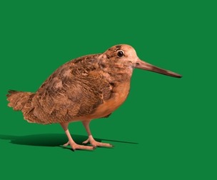 Woodcock Wading Bird