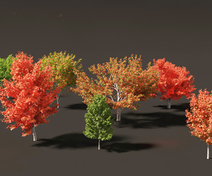 Acer rubrum - Red maple