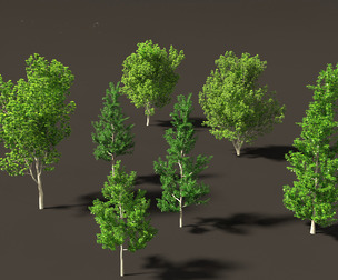 liquidambar styraciflua - Sweet gum
