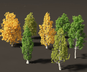Quercus robur - English oak