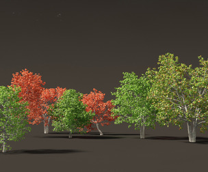 Quercus rubra - the northern red oak