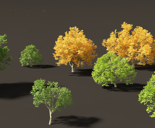 Tilia tomentosa - Silver linden