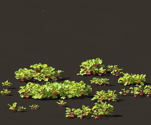 Beets - Beta vulgaris