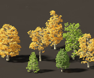 Tilia cordata - littleleaf linden