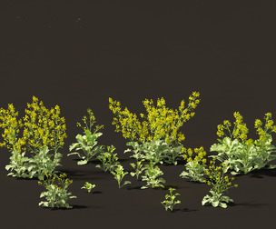 Brassica juncea - Chinese Mustard