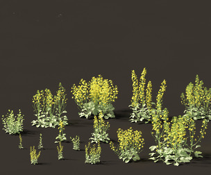 Brassica napus - Rapeseed