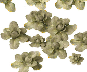 Brassica oleracea - Cabbage