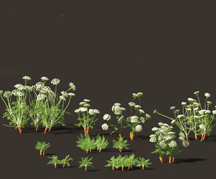 Carrot - Daucus carota