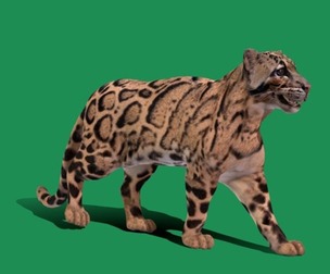 Clouded Leopard Wild Cat