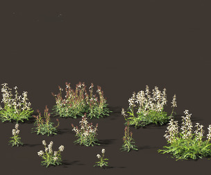 Eruca vesicaria - Arugula