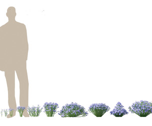 Flax - Linum usitatissimum