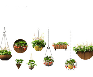 Fragaria - woodland strawberry 02
