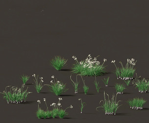 Garlic - Allium sativum