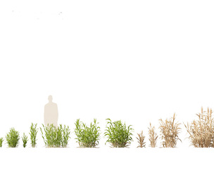 Hordeum - false barley