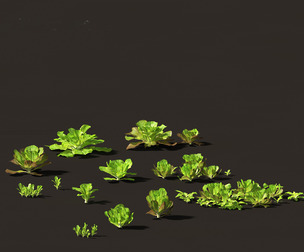 Lactuca sativa - Lettuce