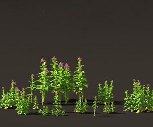 Nicotiana tabacum - Tobacco