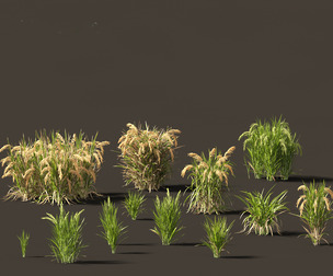 Oryza sativa - Rice