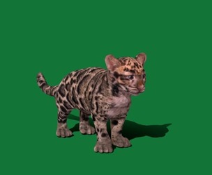 Clouded Leopard Cub